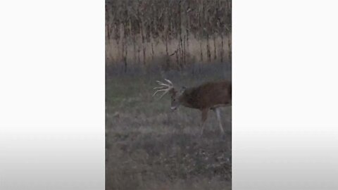 3-Way Buck Fight #Shorts