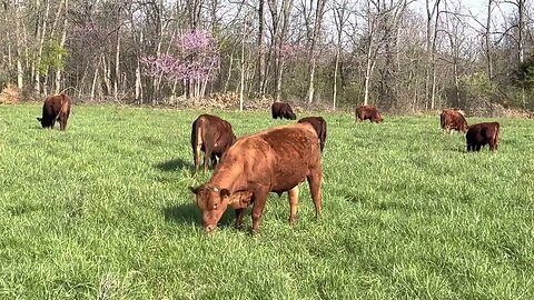 Bull mob enjoying a morning move onto lush new paddock.