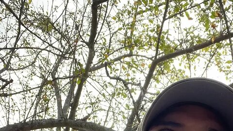 Who is better Dominican artist or Puerto Rican artist?