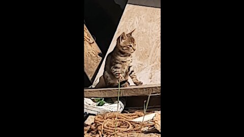 Indian cat playing! cat enjoying!kittens playing! kittens searching for food