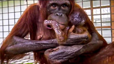 What Happened When an Orangutan Mother and Her Baby Were Reunited