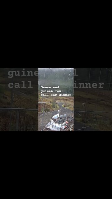 Farm surveillance. Free range geese and guinea fowl