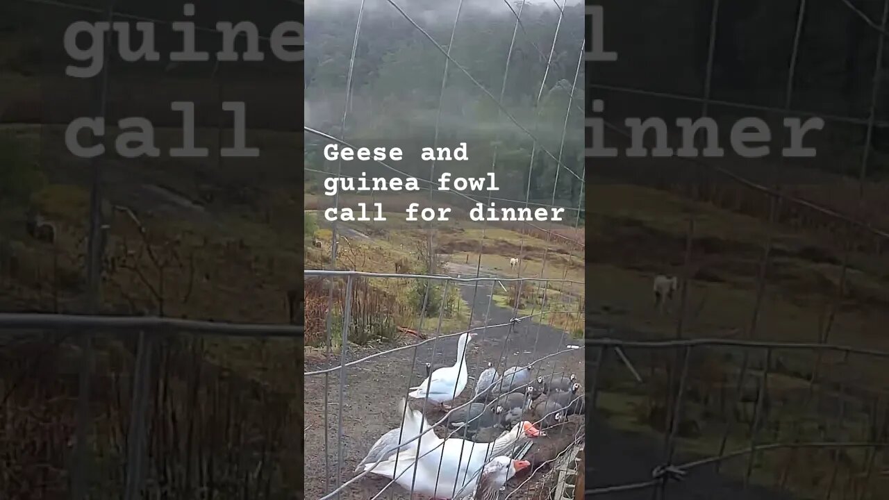 Farm surveillance. Free range geese and guinea fowl