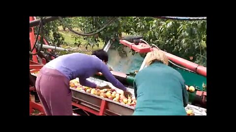 Apple 🍎 harvesting 😘#dailyhackness #challenges #doityourself #useful