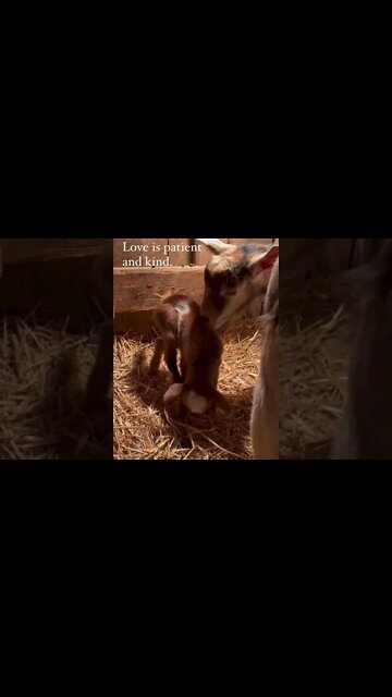 The Best Kind of Love #shorts