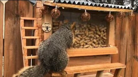 Admirez son bar à noix pour les écureuils !