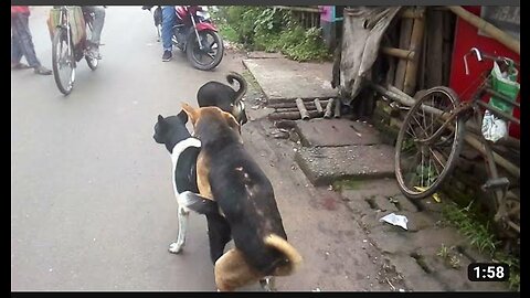 Dose dogs are meeting in public place