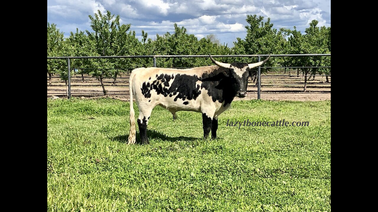 2M Rocky-Miniature Texas longhorn bull