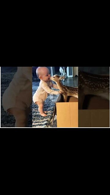 CUTE DEER,BABY PLAY ,LOVE,MUST WATCH,VIRAL,TRENDING,