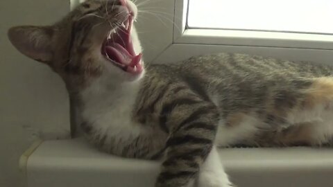 Cute Kitten Wakes Up and Yawns