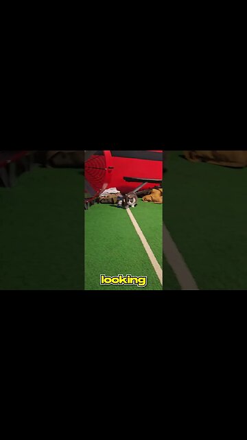 Dog doesn't EAT CAT #short #dog #cat #funnydogs