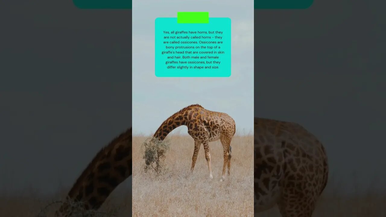 The truth about Giraffes '' Horns'' this is how they are really called #shorts