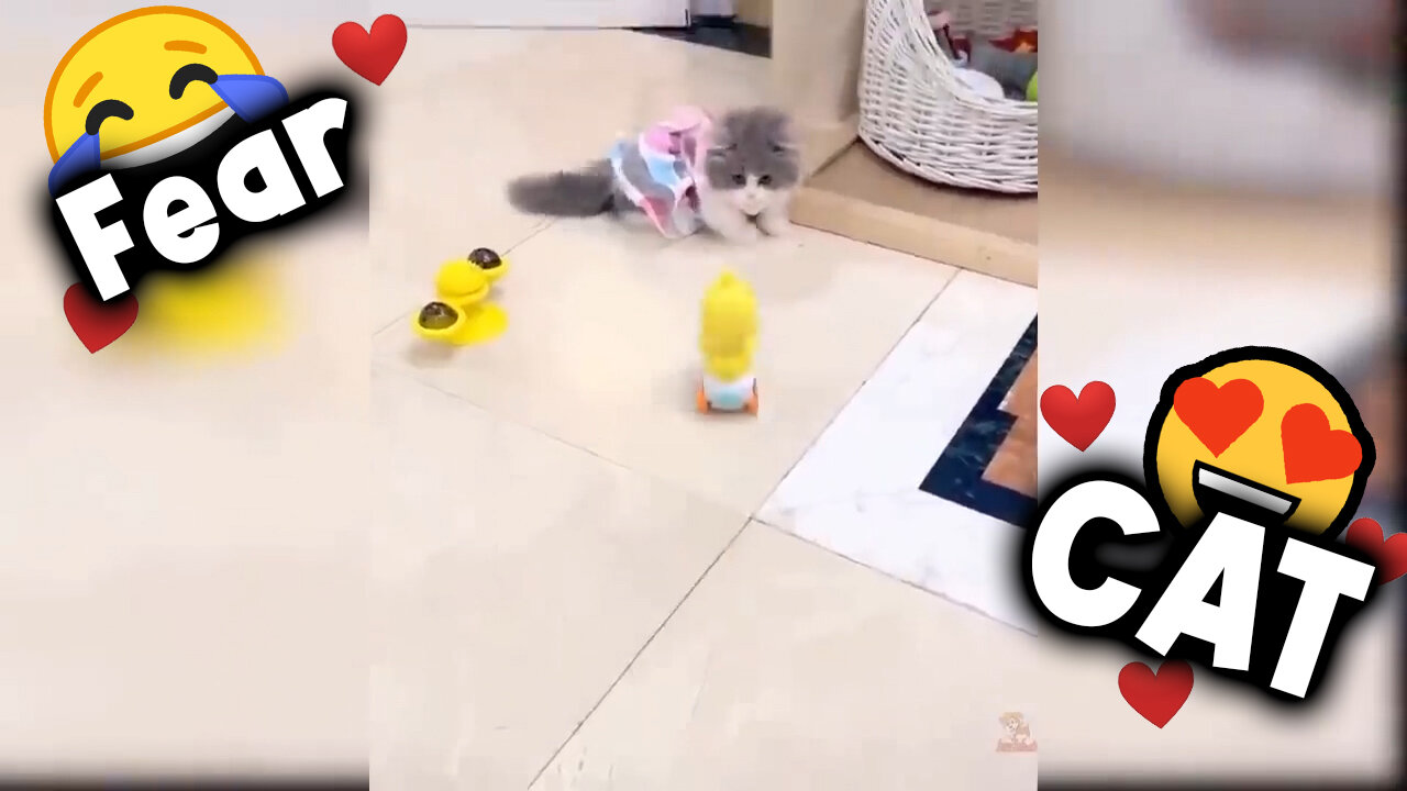 😹The kitten was scared