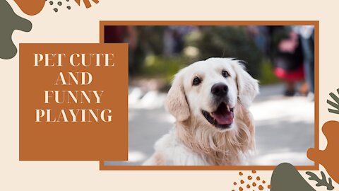 PET CUTE AND FUNNY