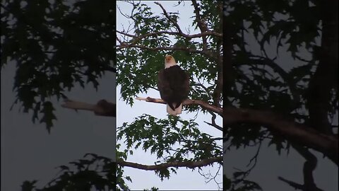 bald eagle in the tree