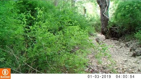 Trail Camera Video Middle Tennessee Wildlife 15.