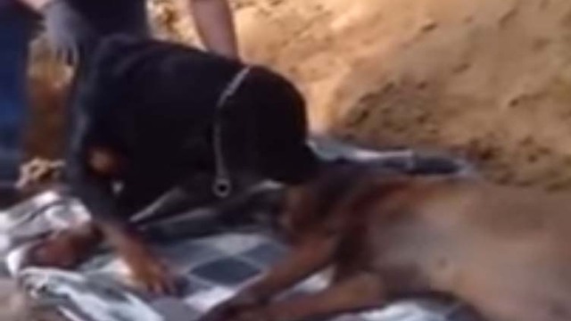 El dolor de un perro desconsolado cuando tiene que despedirse de su hermano fallecido