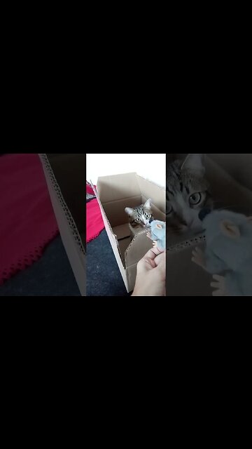 A Little Tabby Cat Strikes the Mouse