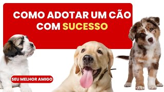 Como Adotar com Sucesso Ainda Hoje Seu Melhor Amigo