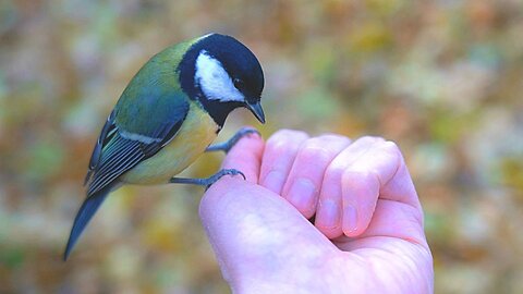 Cold Weather Turns Leisurely Tit Bird Feedings into Frenzies