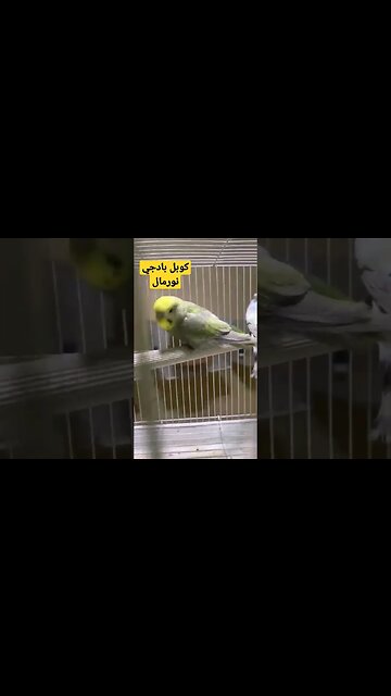 كوبل بادجي نورمال كيوت مرحبا