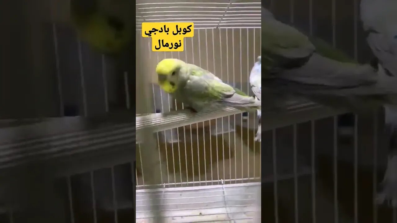 كوبل بادجي نورمال كيوت مرحبا