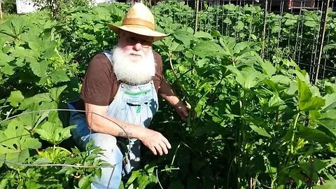 Growing Okra and Peas in the same Row. Companion Planting, Organic Gardening.