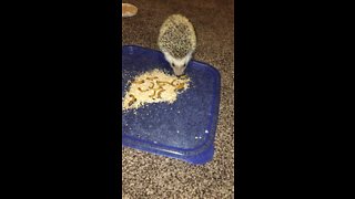 Hedgehog munches on meal worms