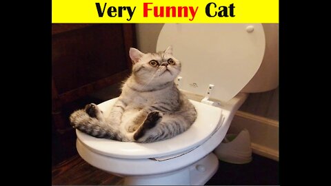 Try Not To Laugh Challenge - Funny Cat & Dog Vines compilation in 2022
