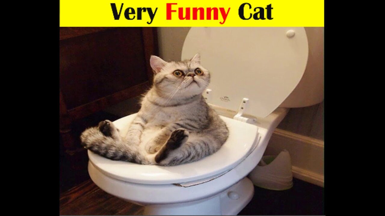 Try Not To Laugh Challenge - Funny Cat & Dog Vines compilation in 2022