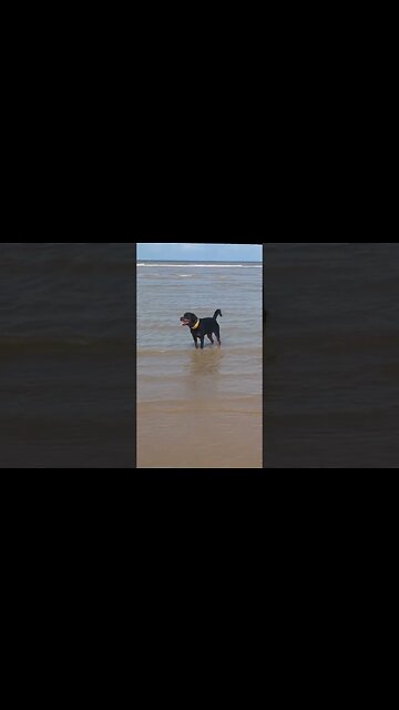 We see you 🔜❤️ | Rottweiler Lover!! #saddogs #rottweiler #dog