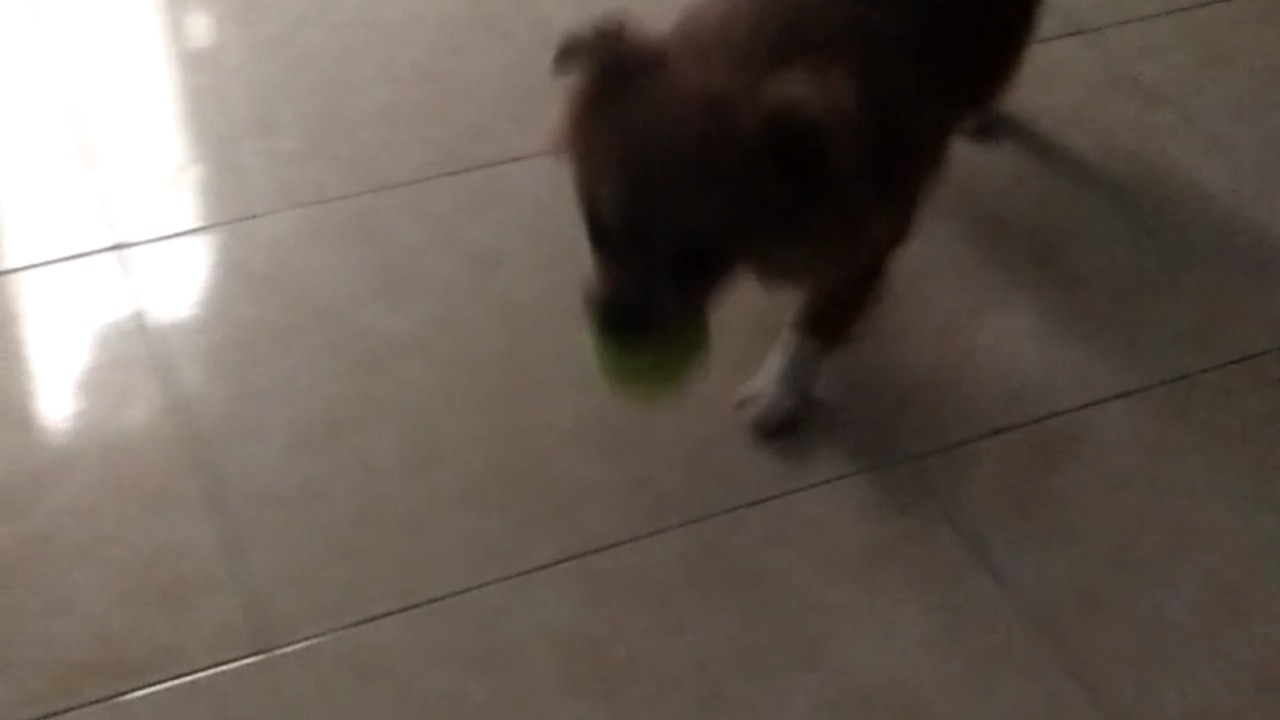 My dog play with ball