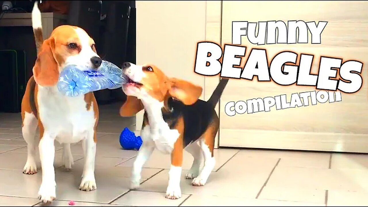 THE ULTIMATE FUNNY BEAGLE COMPILATION | Louie and Marie The Beagles