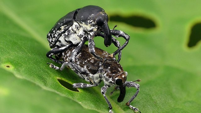 Weevil Double-decker from the Amazon rainforest of Ecuador