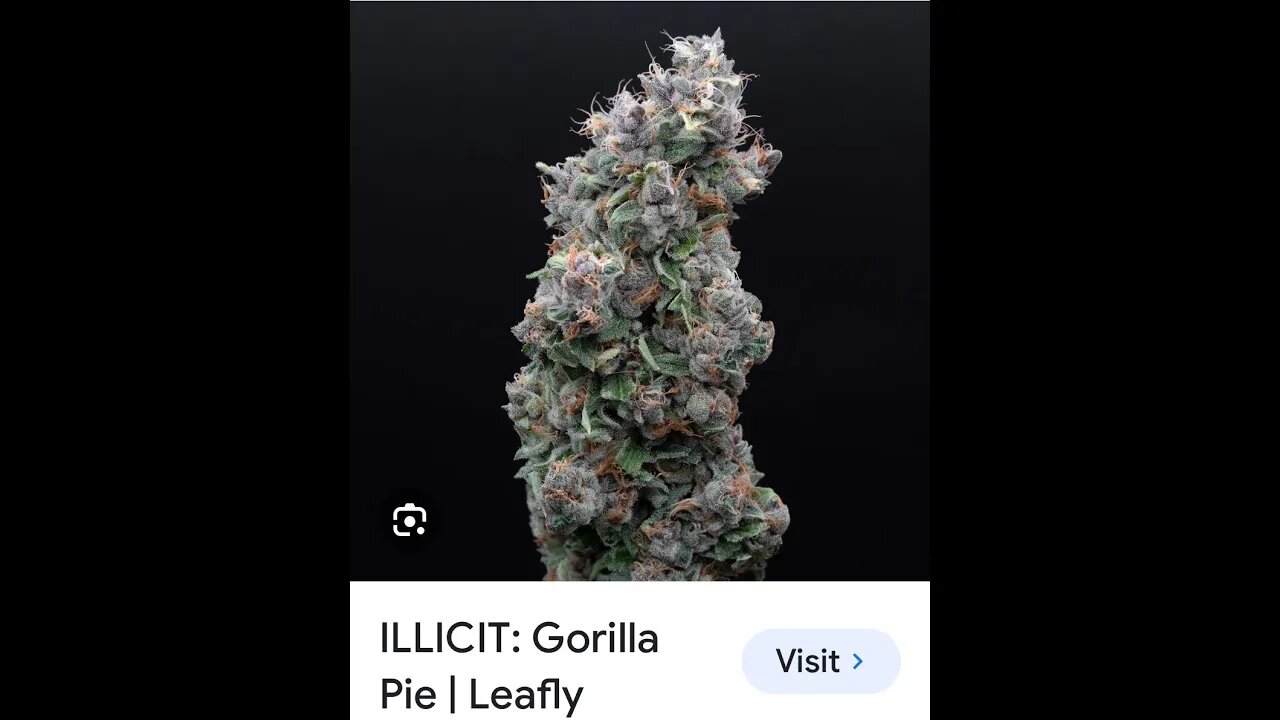 ILLICIT Brand - GORILLA PIE Strain Review.