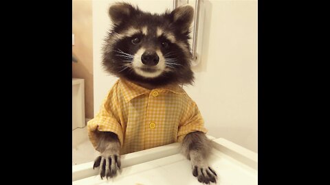 Racoon Funny Compilation HD | Try not to laugh | Funny Pets Videos