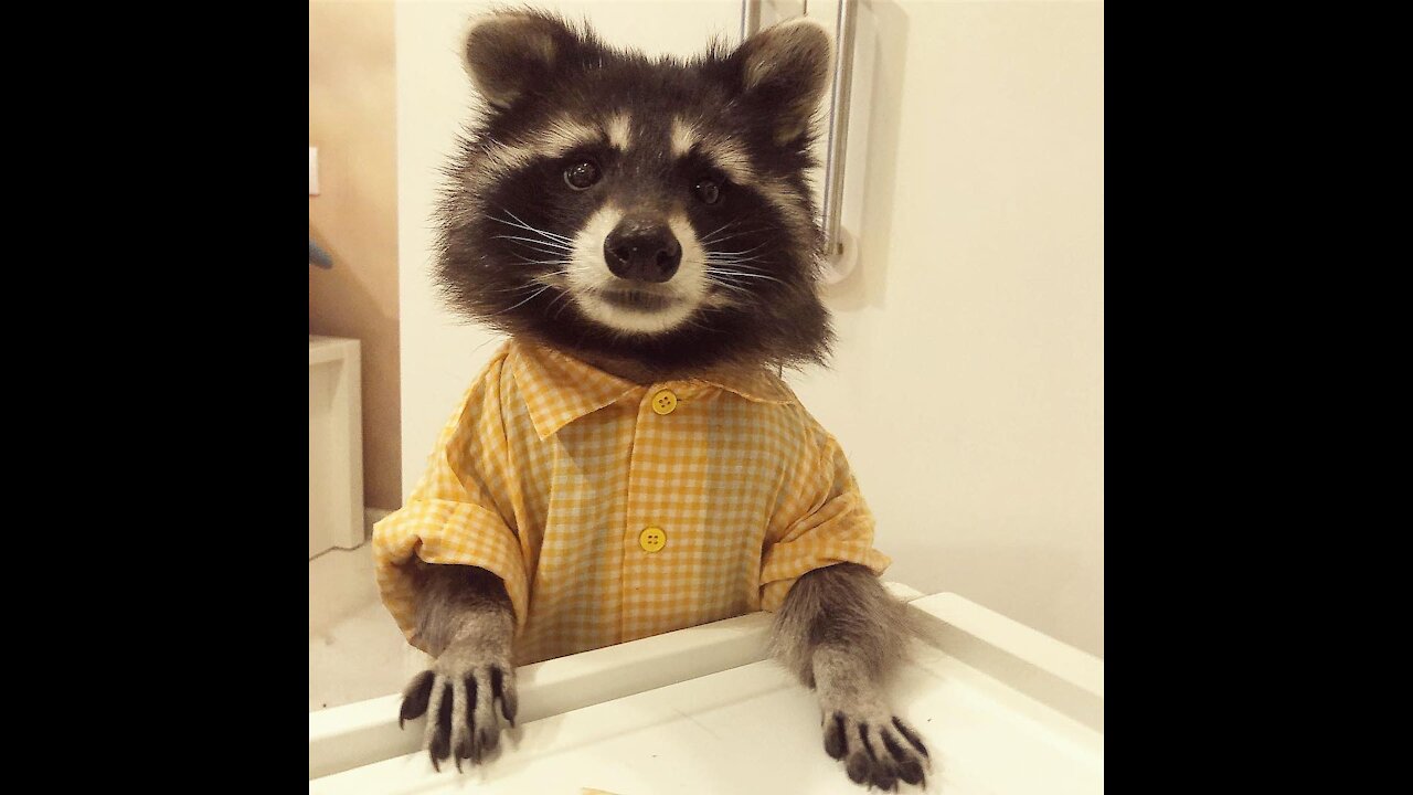 Racoon Funny Compilation HD | Try not to laugh | Funny Pets Videos