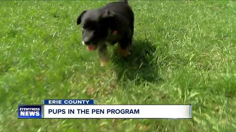 PUPS IN THE PEN