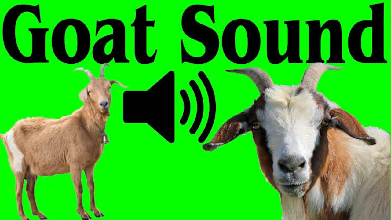 Goat Sounds