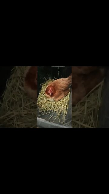 Good morning Forest, day 2 of sitting on eggs 1st April 2023