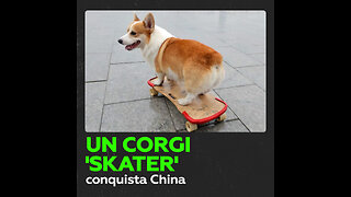 Un corgi ‘skater’ conquista China con su talento sobre la tabla