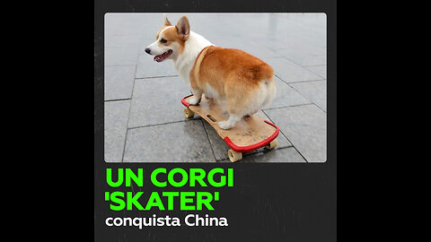 Un corgi ‘skater’ conquista China con su talento sobre la tabla