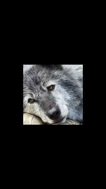 Beauty. Not beast 🐺