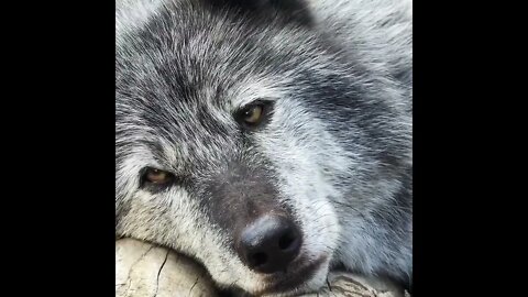 Beauty. Not beast 🐺