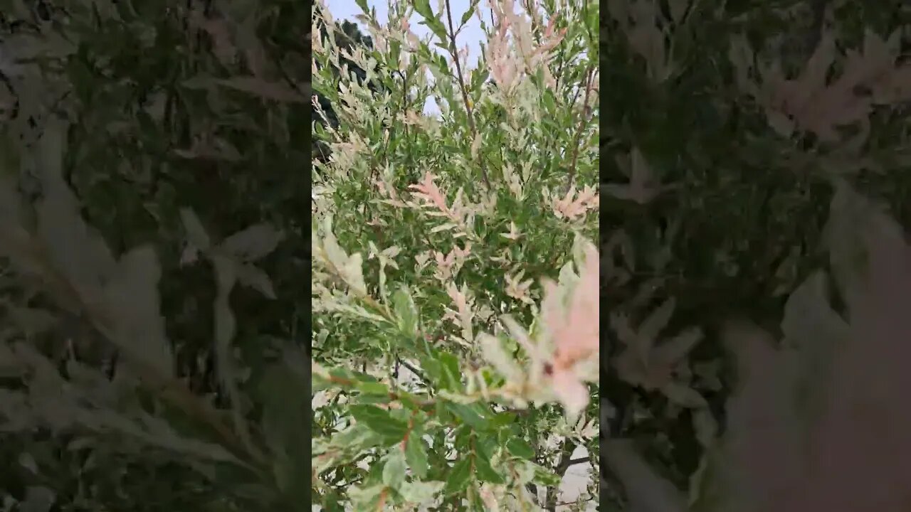 부천 무릉도원 수목원 - 삼색키버들 (플라밍고 셀릭스,삼색버드나무)