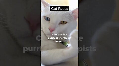 Cat Facts! Do you agree?#shorts #catfacts