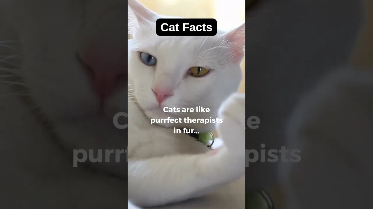 Cat Facts! Do you agree?#shorts #catfacts