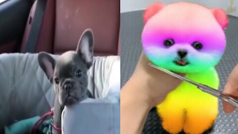 Cut Dog And Cats Puppy