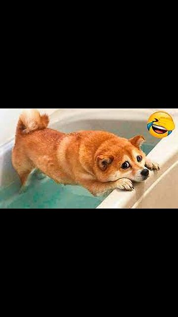 New Funny🤣😂🦴😹 Videos in The year.....