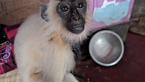 monkey sweet ice cream